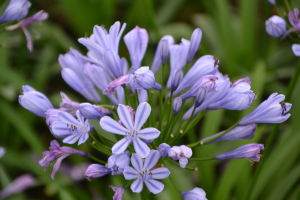 Agapanthus 'Sweet Surprise' (bladhoudend)