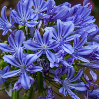 Agapanthus 'Sweet Surprise' (bladhoudend)