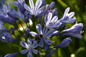 Agapanthus 'Sweet Surprise' (bladhoudend)