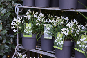 Agapanthus 'Thumbelina®' (bladhoudend)