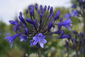 Agapanthus 'Tornado ®' (bladhoudend)