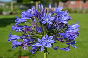 Agapanthus 'Torino' (bladhoudend)