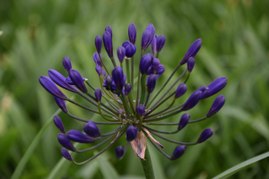 Agapanthus 'Tornado ®' (bladhoudend)