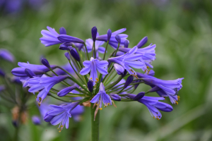 Agapanthus 'Tornado ®' (bladhoudend)