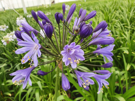 Agapanthus 'Tornado ®' (bladhoudend)