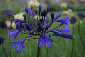 Agapanthus 'Tornado ®' (bladhoudend)