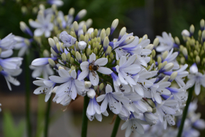 Agapanthus 'Twister ®' (bladverliezend)