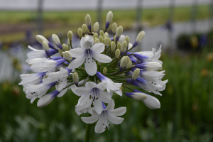 Agapanthus 'Twister ® '