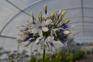 Agapanthus 'Twister ® '