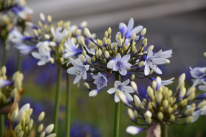 Agapanthus 'Twister ®' (bladverliezend)