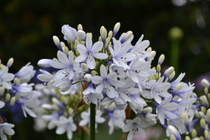 Agapanthus 'Twister ®' (bladverliezend)