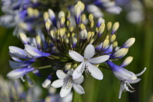 Agapanthus 'Twister ®' (bladverliezend)