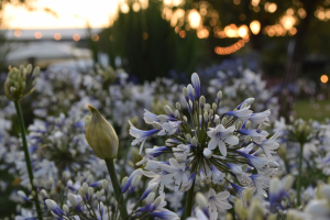 Agapanthus 'Twister ®' (bladverliezend)