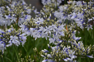 Agapanthus 'Twister ®' (bladverliezend)