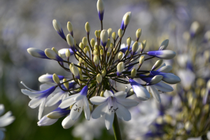 Agapanthus 'Twister ®' (bladverliezend)