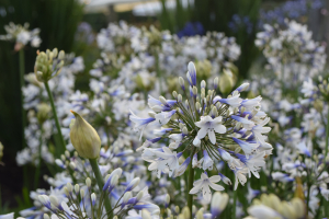 Agapanthus 'Twister ®' (bladverliezend)