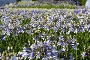 Agapanthus 'Twister ®' (bladverliezend)