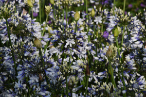 Agapanthus 'Twister ®' (à feuillage caduque)