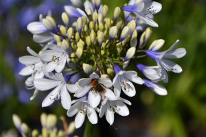 Agapanthus 'Twister ®' (bladverliezend)