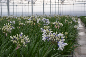 Agapanthus 'Twister ®' (bladverliezend)