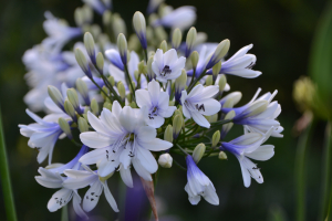 Agapanthus 'Twister ®' (bladverliezend)