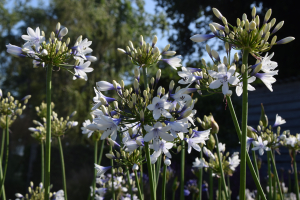 Agapanthus 'Twister ®' (à feuillage caduque)