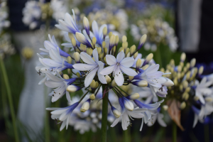 Agapanthus 'Twister ®' (bladverliezend)