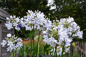 Agapanthus 'Twister ®' (bladverliezend)