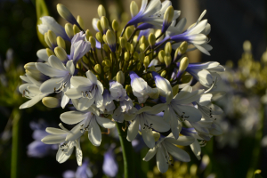 Agapanthus 'Twister ®' (bladverliezend)