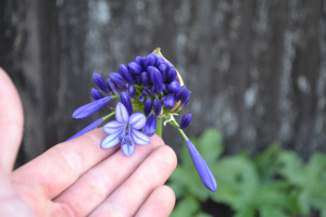 Agapanthus 'Vallée de la Loire' (bladhoudend)