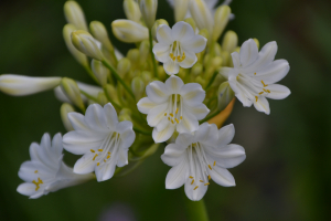 Agapanthus 'Duivenbrugge white' (bladverliezend)