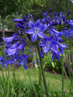 Agapanthus &#039;Veendam&#039; (à feuillage caduque)