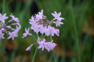 Tulbaghia violacea
