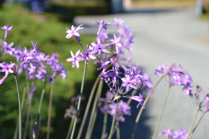 Tulbaghia violacea