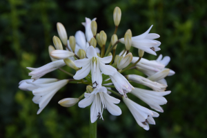 Agapanthus 'White beetle' (bladverliezend)