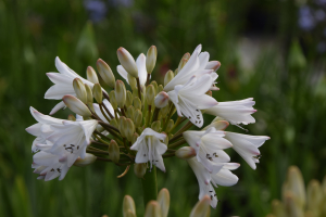 Agapanthus 'White beetle' (bladverliezend)