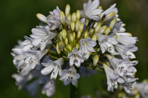 Agapanthus 'White beetle' (bladverliezend)