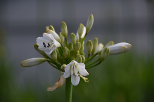 Agapanthus 'White beetle' (bladverliezend)