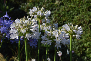 Agapanthus 'White beetle' (bladverliezend)