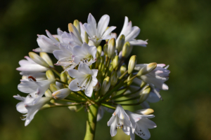 Agapanthus 'White beetle' (bladverliezend)