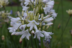 Agapanthus 'White beetle' (bladverliezend)