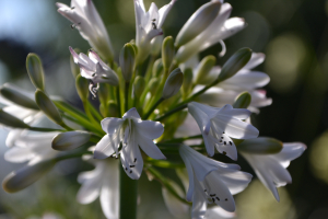 Agapanthus 'White beetle' (bladverliezend)