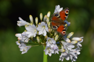 Agapanthus 'White beetle' (bladverliezend)