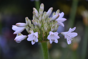 Agapanthus 'White beetle' (bladverliezend)