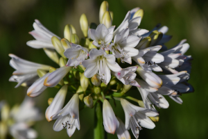 Agapanthus 'White beetle' (bladverliezend)