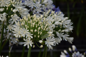 Agapanthus 'White heaven ®' (bladhoudend)