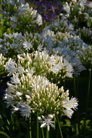 Agapanthus 'White heaven ®' (bladhoudend)