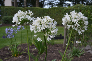 Agapanthus 'White heaven ®' (bladhoudend)