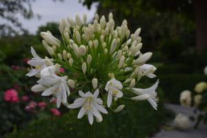 Agapanthus 'White heaven ®' (bladhoudend)