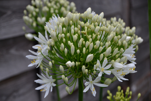 Agapanthus 'White heaven ®' (bladhoudend)